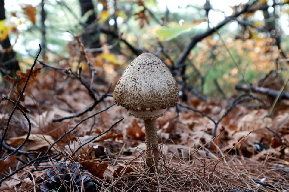 Nature forest