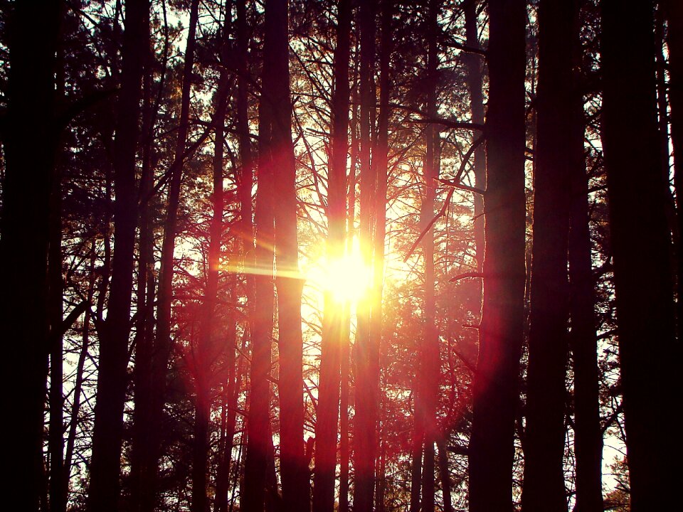 Trees branch silhouettes photo