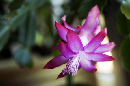 Blooming nature plant