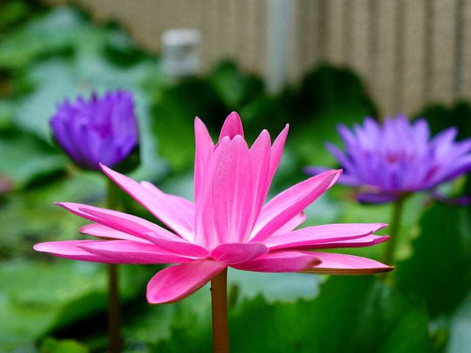 The flowers open in the evening pond flowering