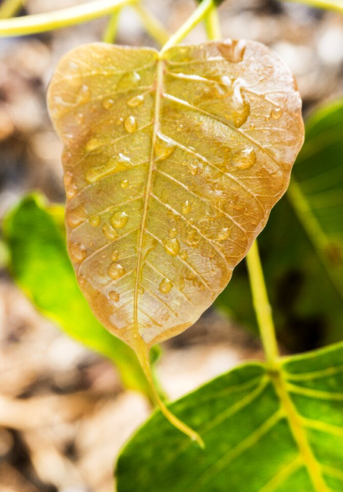 Dew dewdrop awakening awake-ness