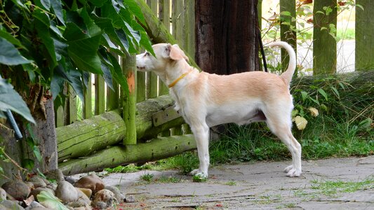 Dog dog fence guard dog