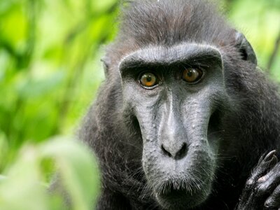 Primate animal indonesia photo