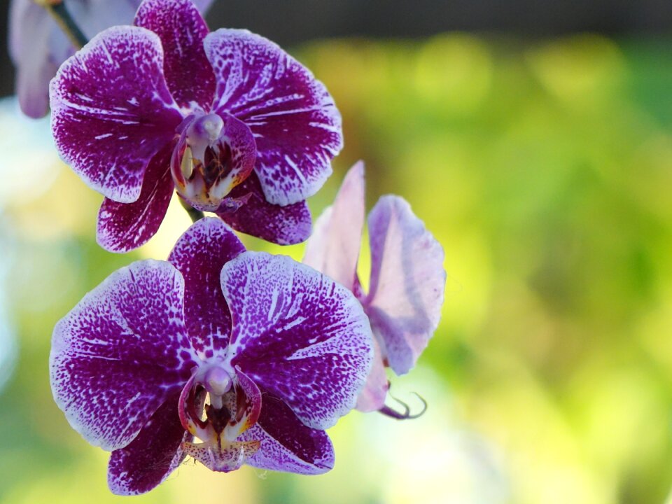 Spring purple flowering