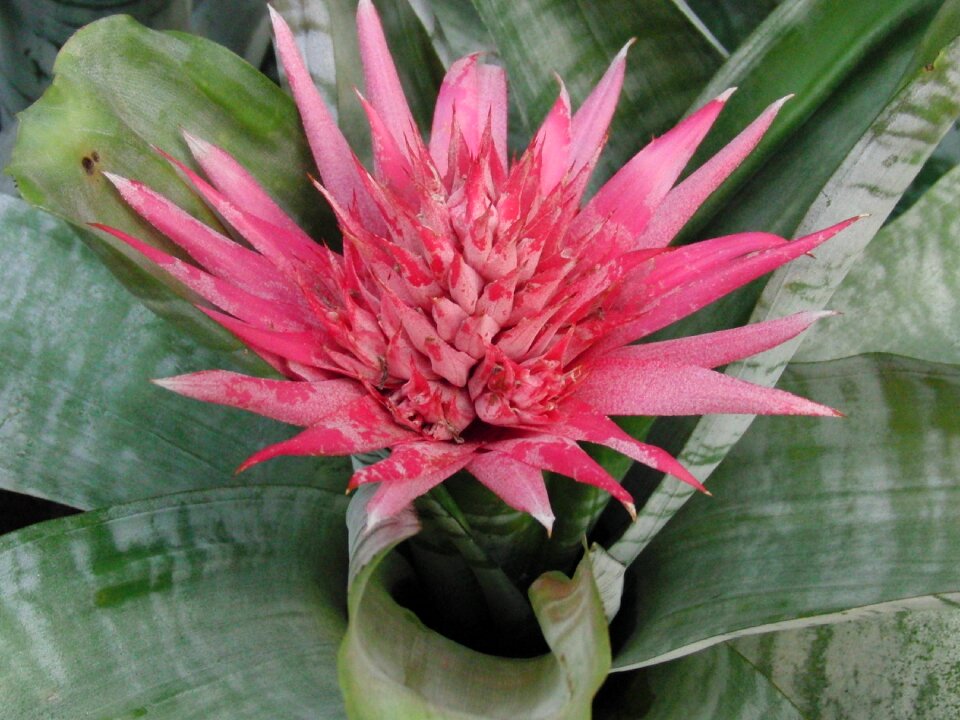 Plant flower ornamental plant