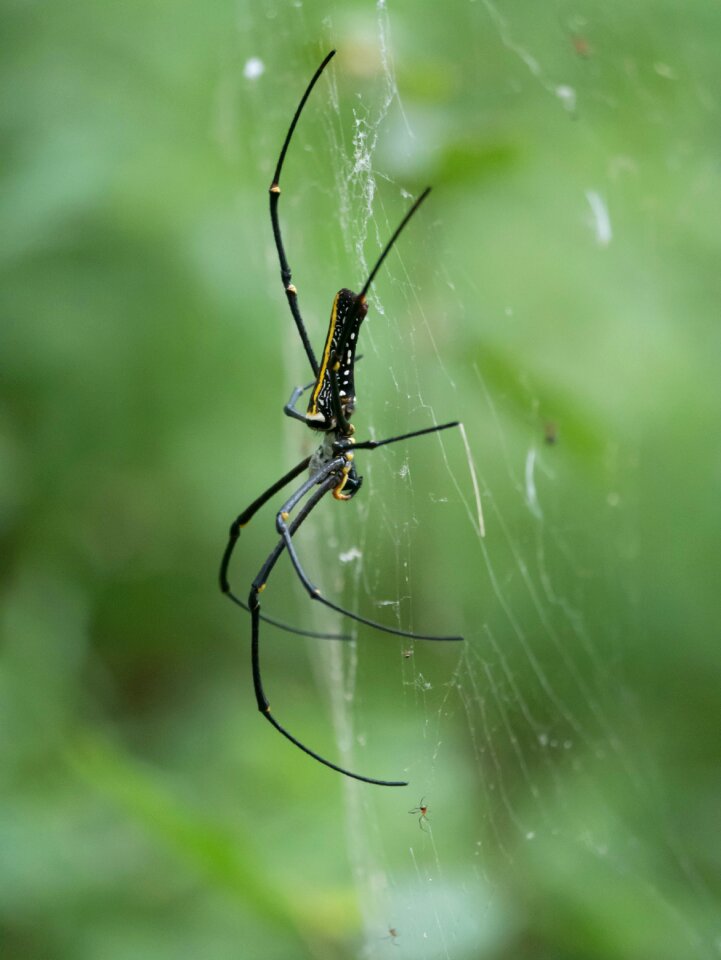 Cow web insect predator