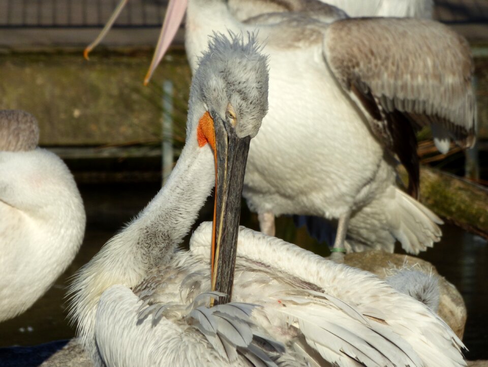 Plumage zoo animal