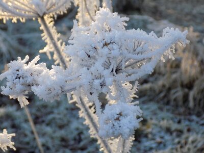 Crystal formation wintry frozen