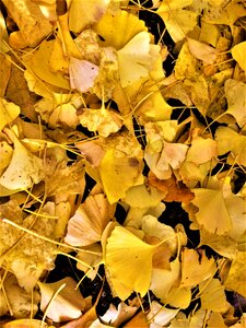 Dead leaves fallen leaves yellow