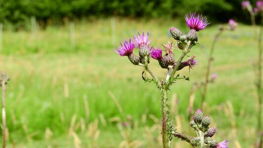 Cirsium flower meadow