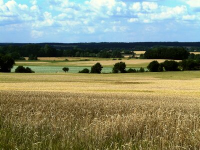 Harvest clouds wheat field photo