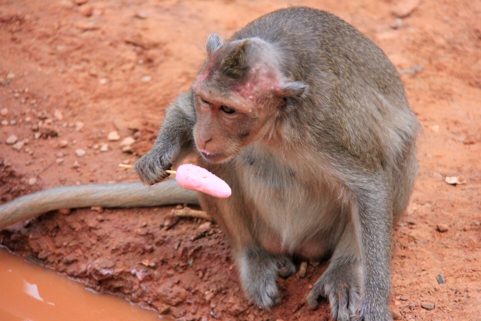Lick animal primates