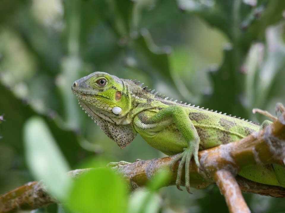 Nature beast netherlands antilles