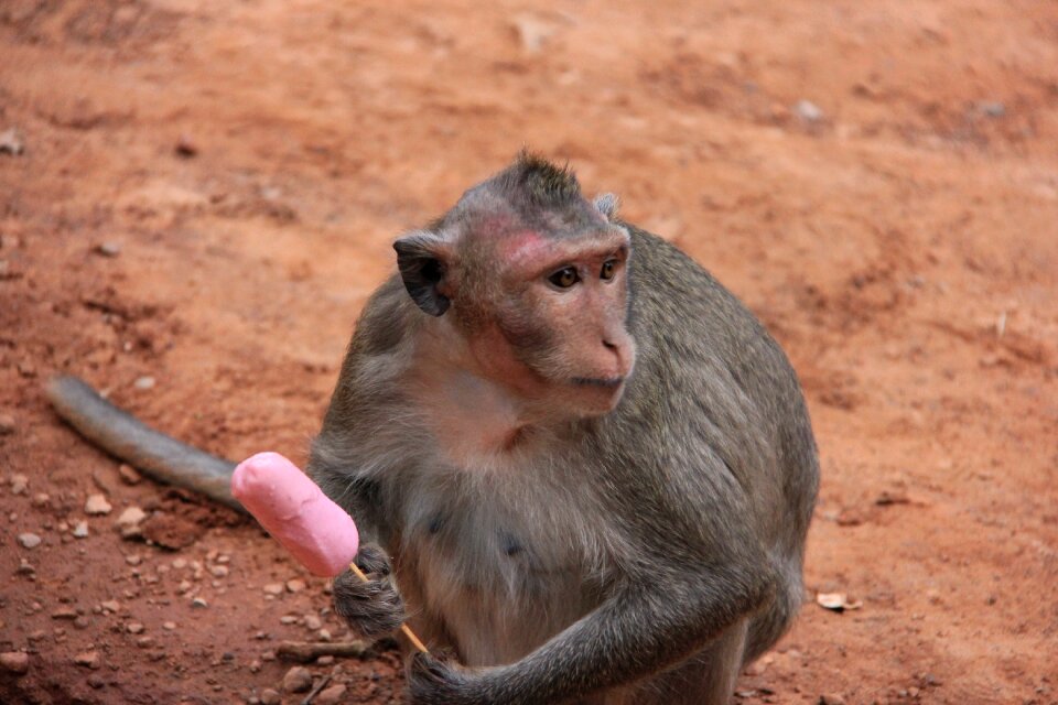 Lick animal primates