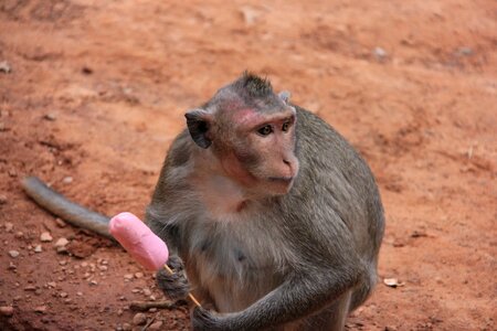 Lick animal primates