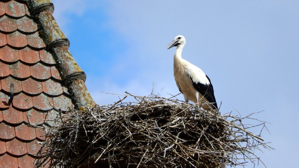 Nesting nest risers photo