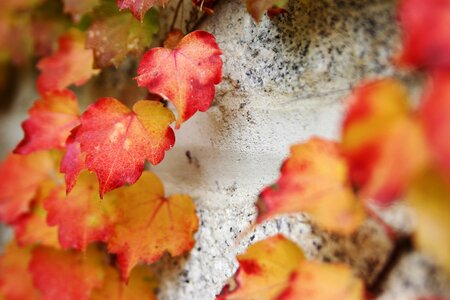 Color red autumn