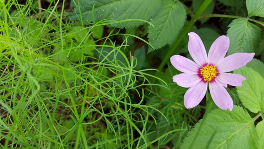 Natural grassland flower