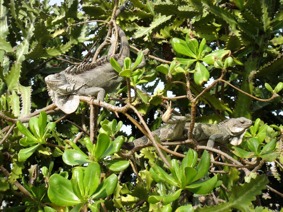 Nature beasts netherlands antilles