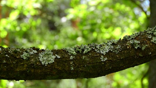 Lichen branch bark