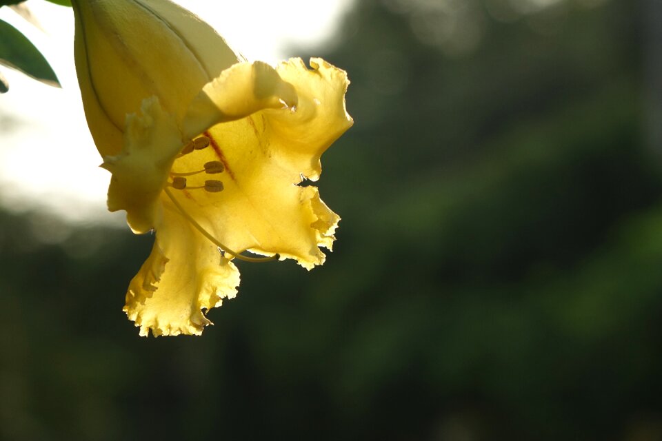 Gold cup flower trumpet as award cups