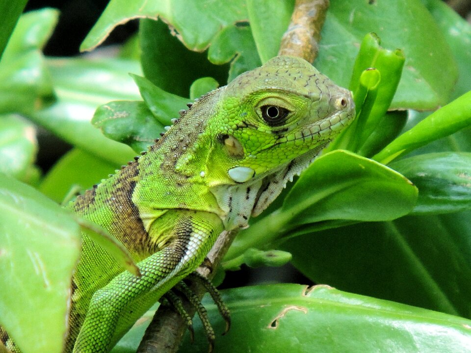 Nature beast netherlands antilles