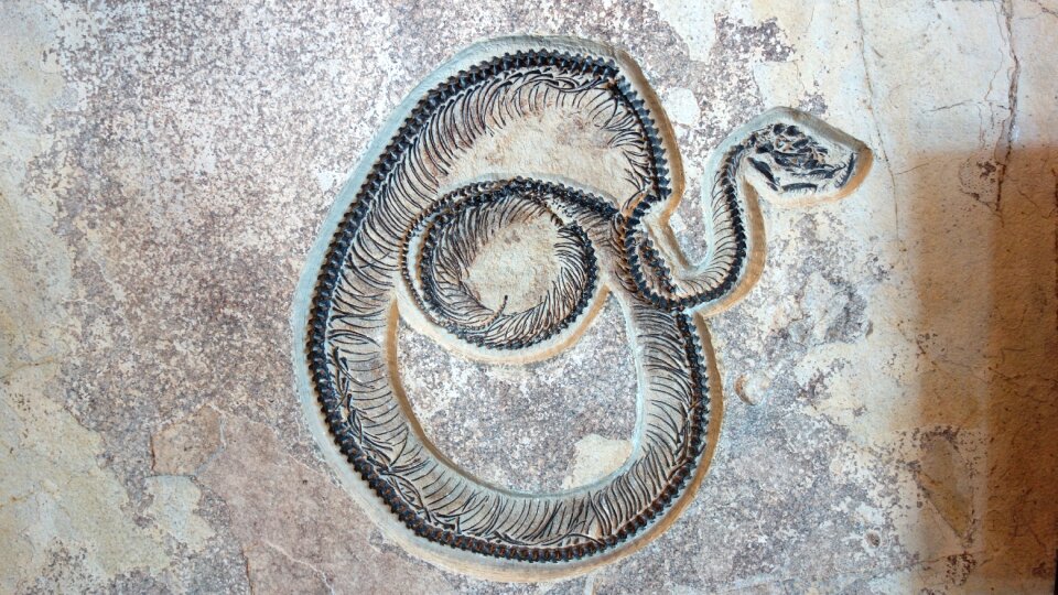 Petrified fossil butte national monument america