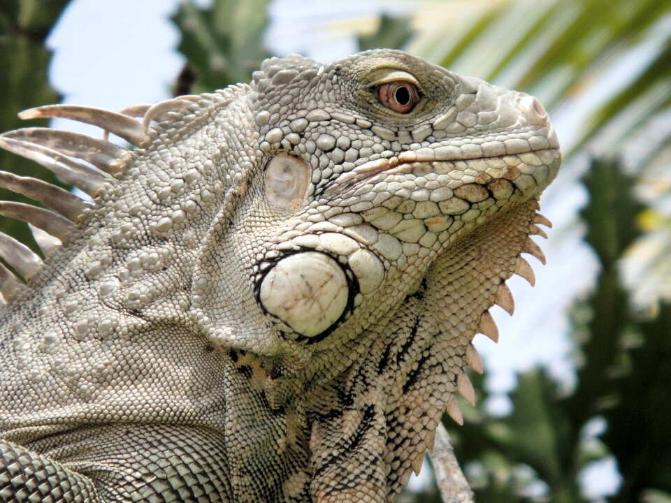 Nature beast netherlands antilles