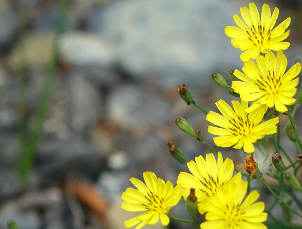 Chicory yellow plant