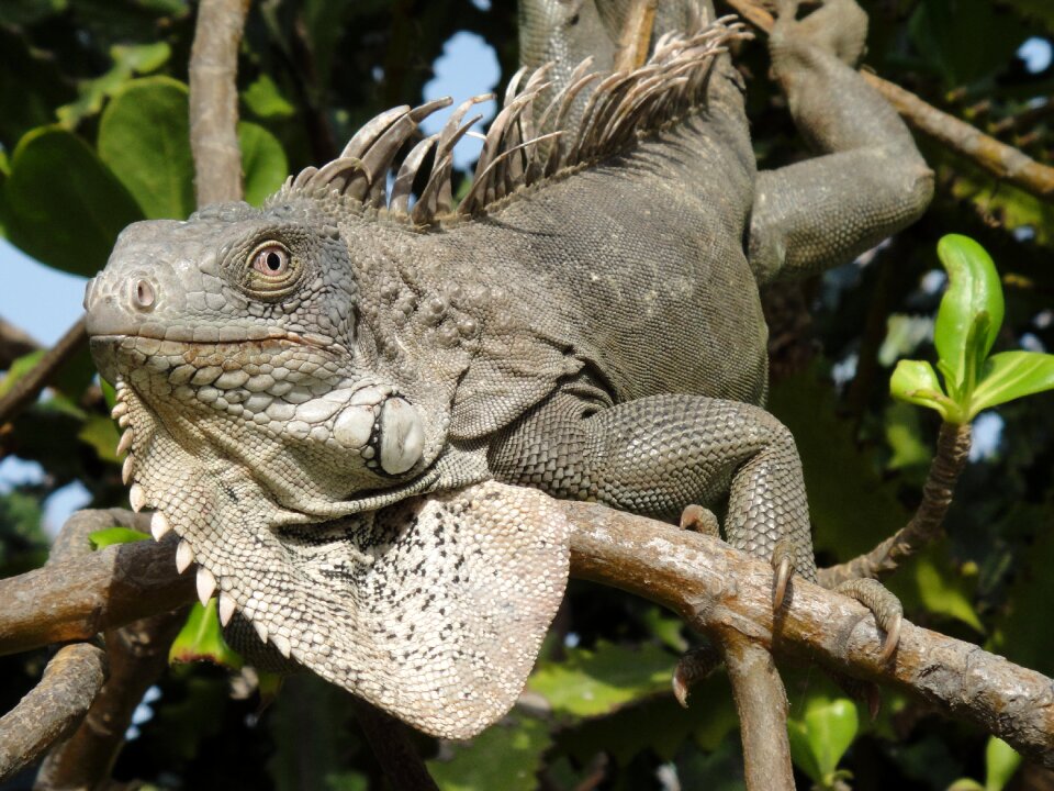 Nature beast netherlands antilles
