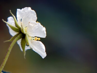 South america holiday 櫻 peach the wild fruit tree small white flowers