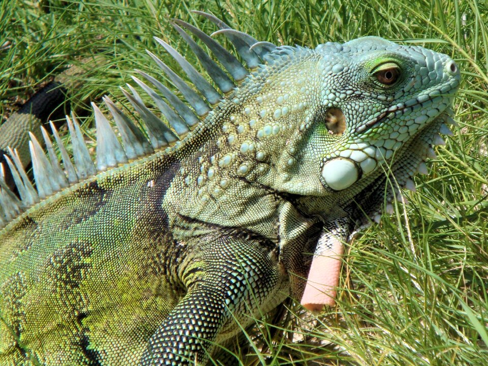 Nature beast netherlands antilles