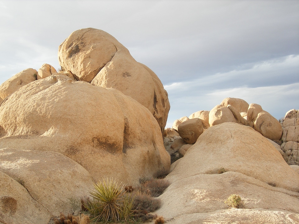 Joshua tree national park moja mojave desert