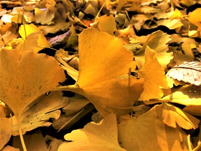 Dead leaves fallen leaves yellow photo
