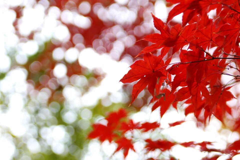 Light drops autumn leaves leaves