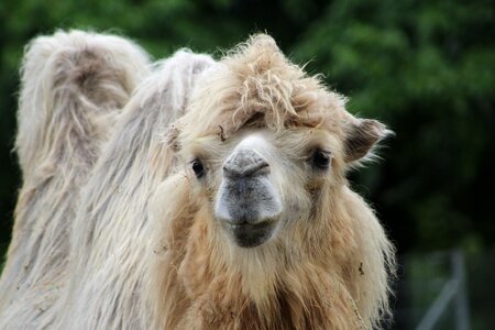 Camel nature
