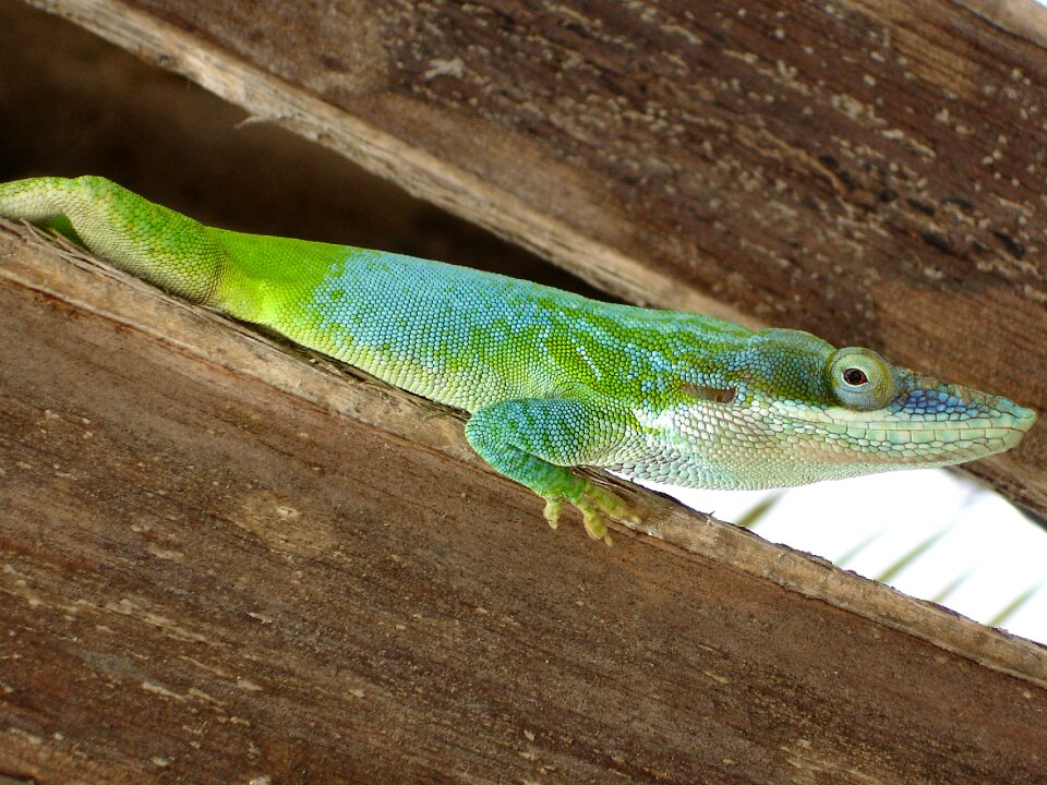 Reptile lizard cuba