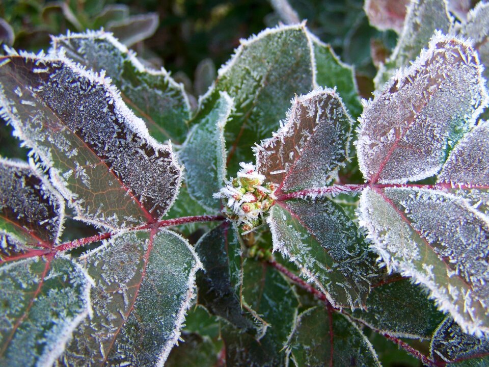 Rime winter nature