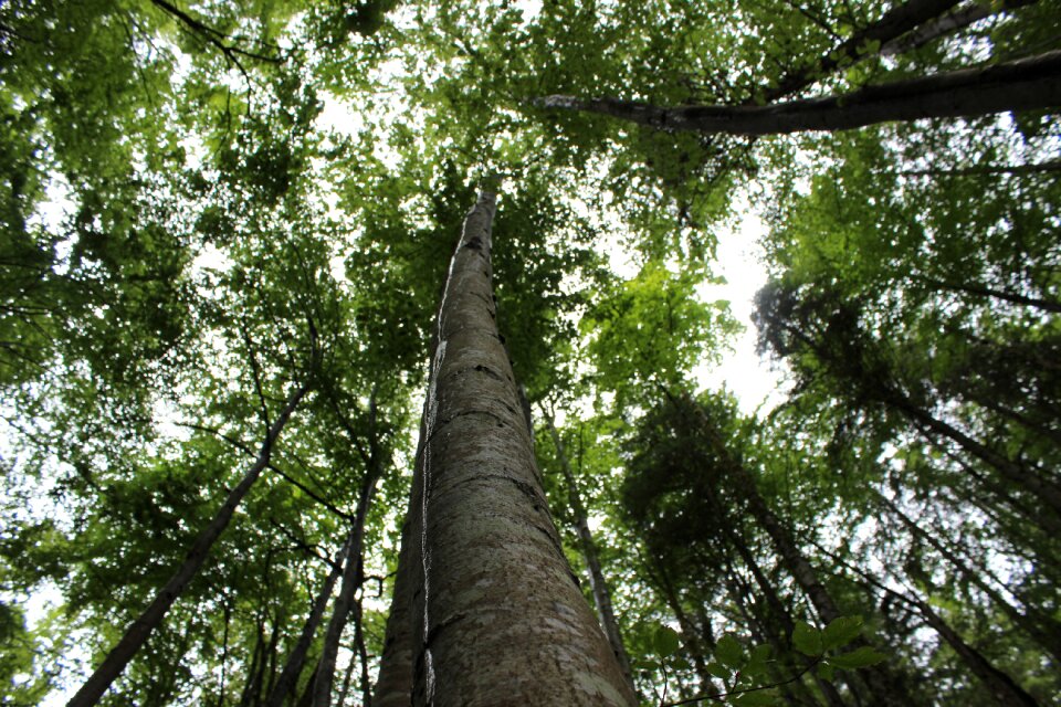 Green forest nature