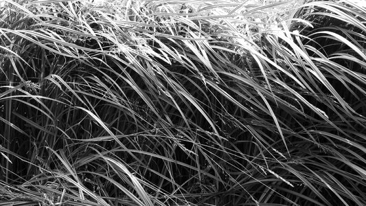 Sedge blades of grass straws