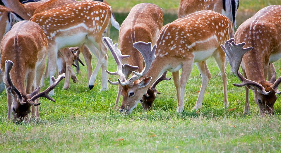 Deer herd close-up beautiful photo