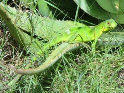 Nature beast netherlands antilles