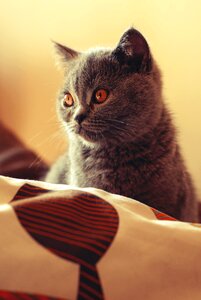 Feline amber eyes grey fur photo