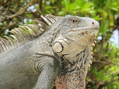 Nature beast netherlands antilles