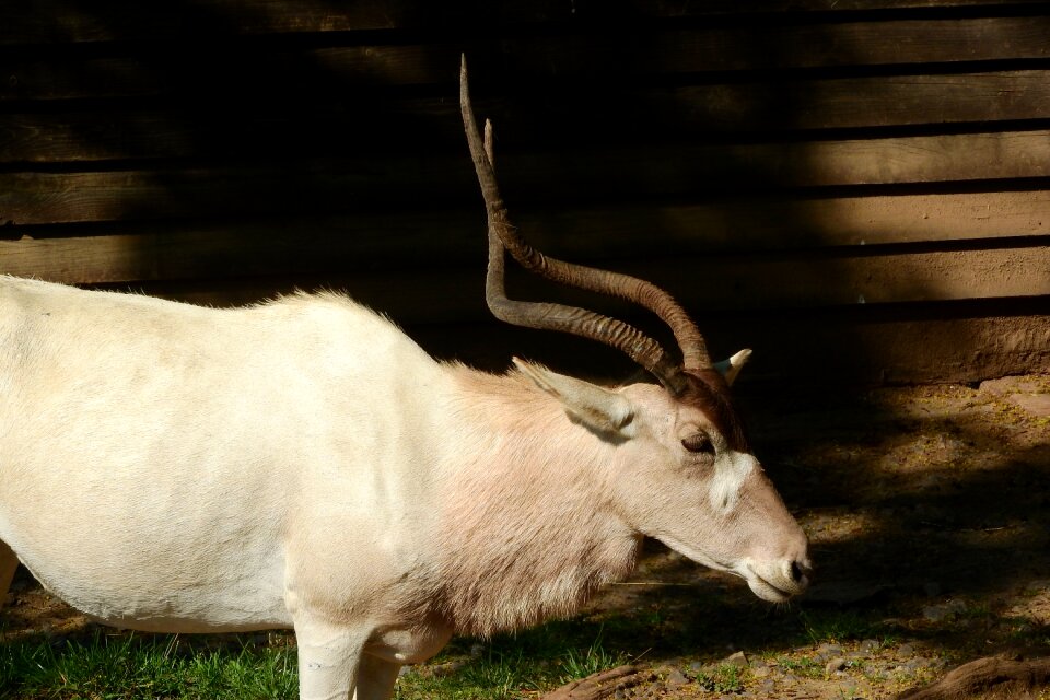 Addax the antelope corners