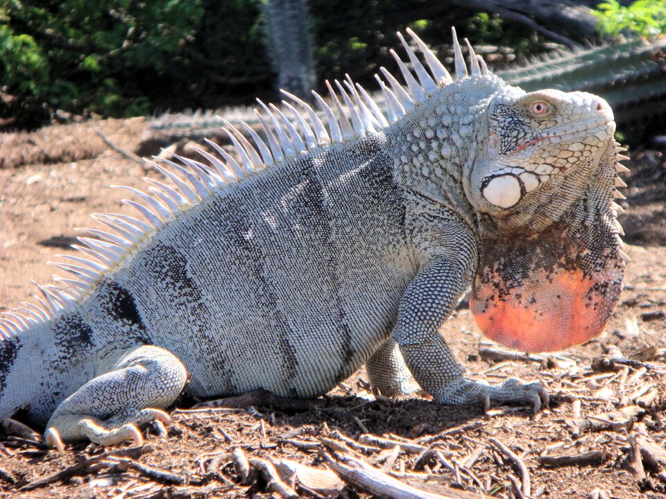 Nature beast netherlands antilles