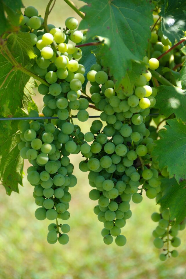 Vineyard vine fruit