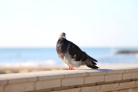 Sea blue sky photo