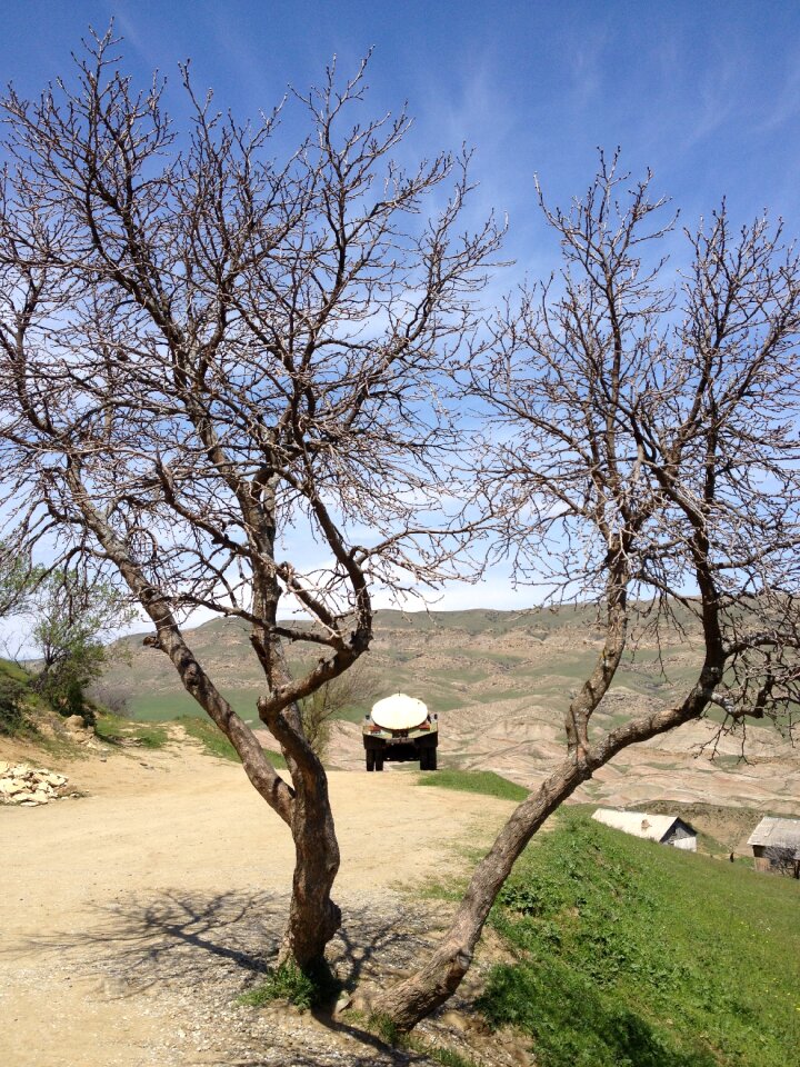 Countryside road tree photo