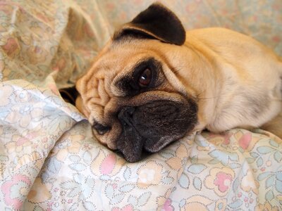 Sofa sad sleep